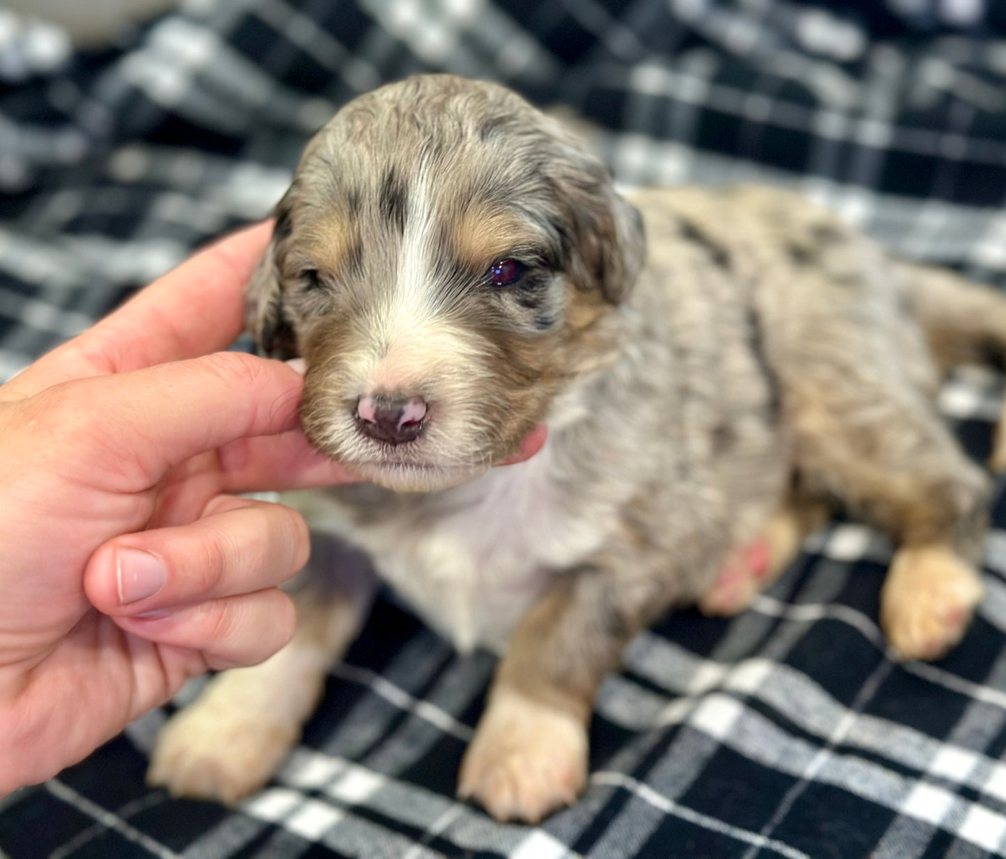 F1 Standard Bernedoodle (male) "Curtis"