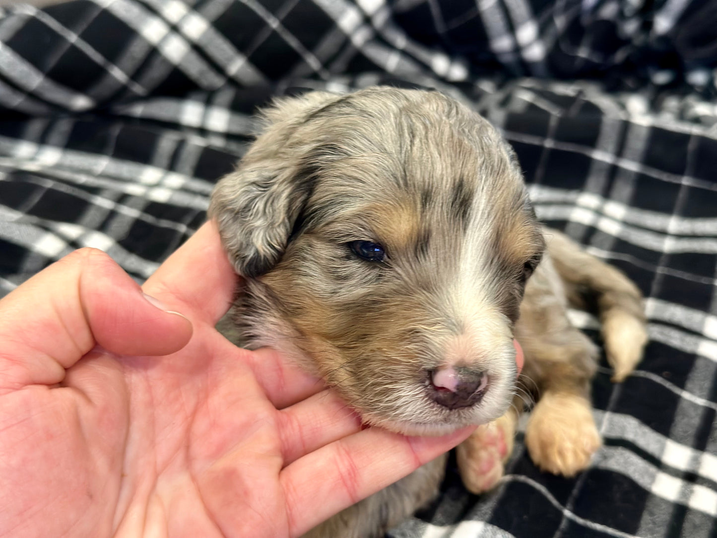 F1 Standard Bernedoodle (male) "Curtis"