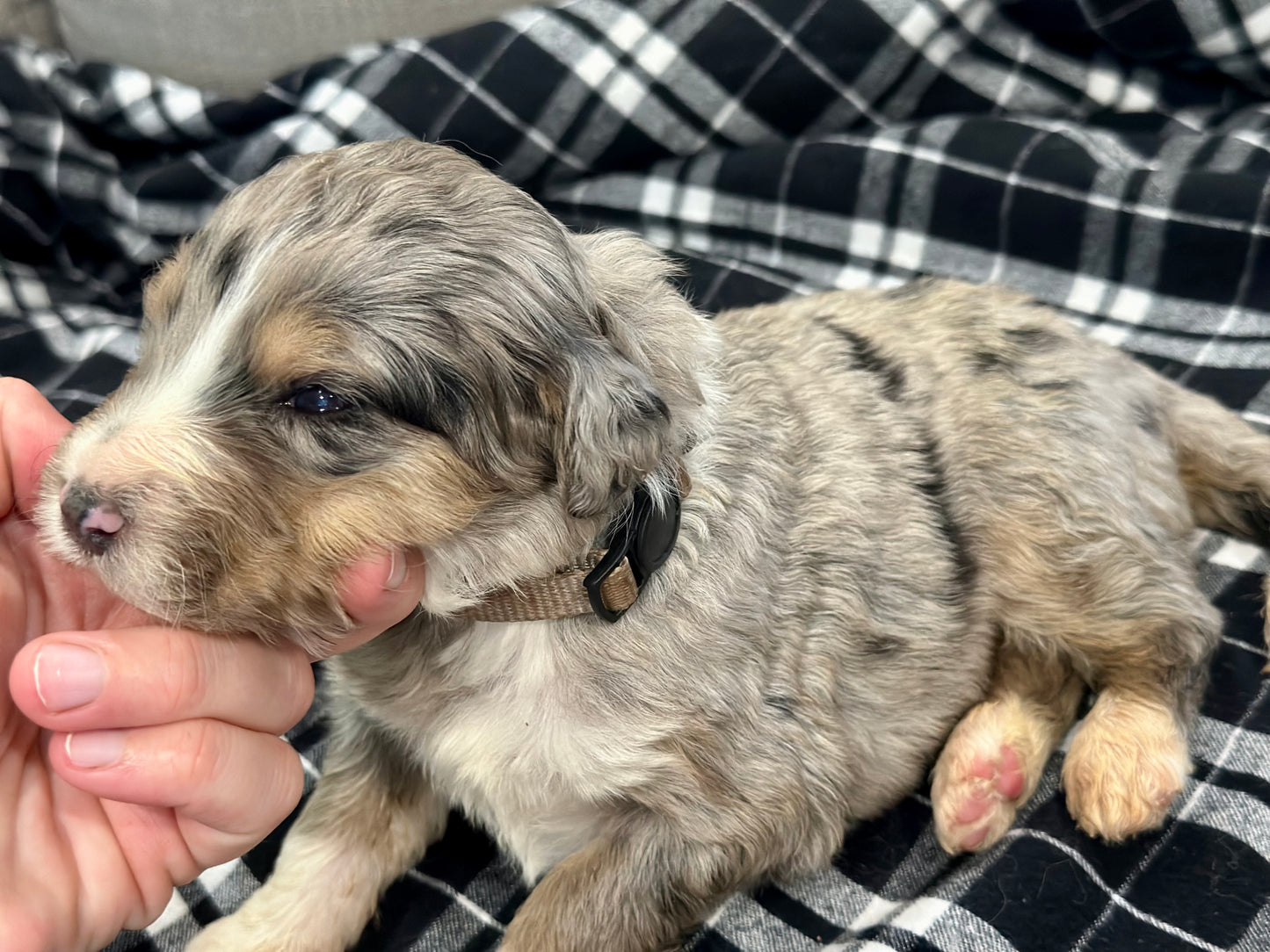 F1 Standard Bernedoodle (male) "Curtis"