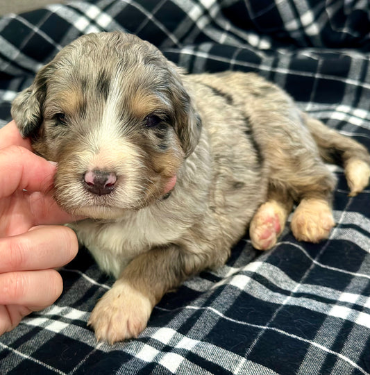 F1 Standard Bernedoodle (male) "Curtis"