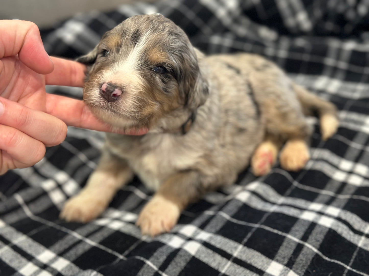 F1 Standard Bernedoodle (male) "Curtis"