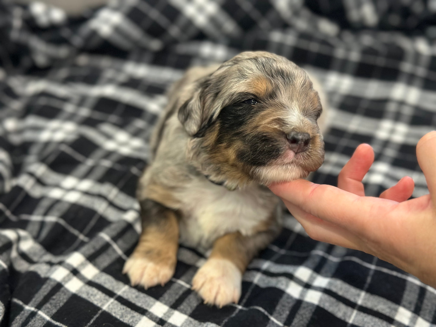 F1 Standard Bernedoodle (male) "Scott Calvin"