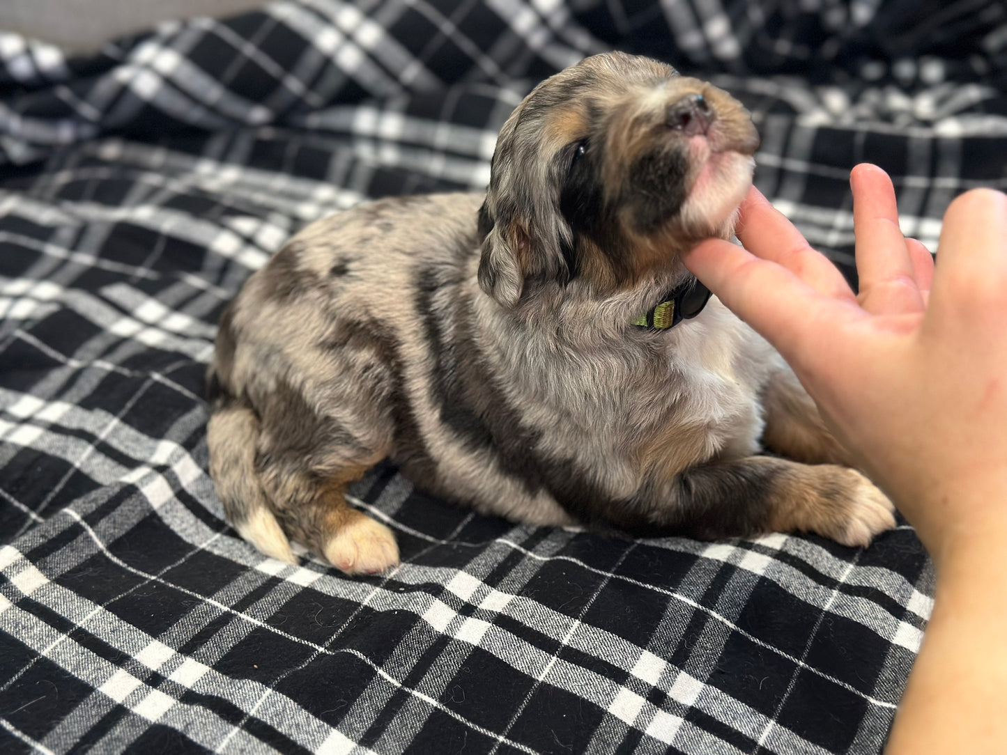 F1 Standard Bernedoodle (male) "Scott Calvin"