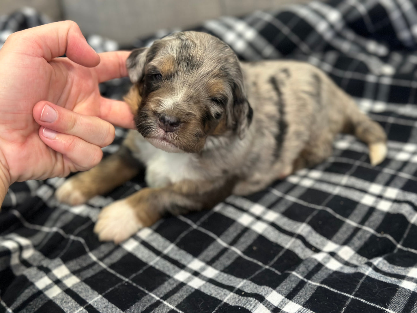 F1 Standard Bernedoodle (male) "Scott Calvin"