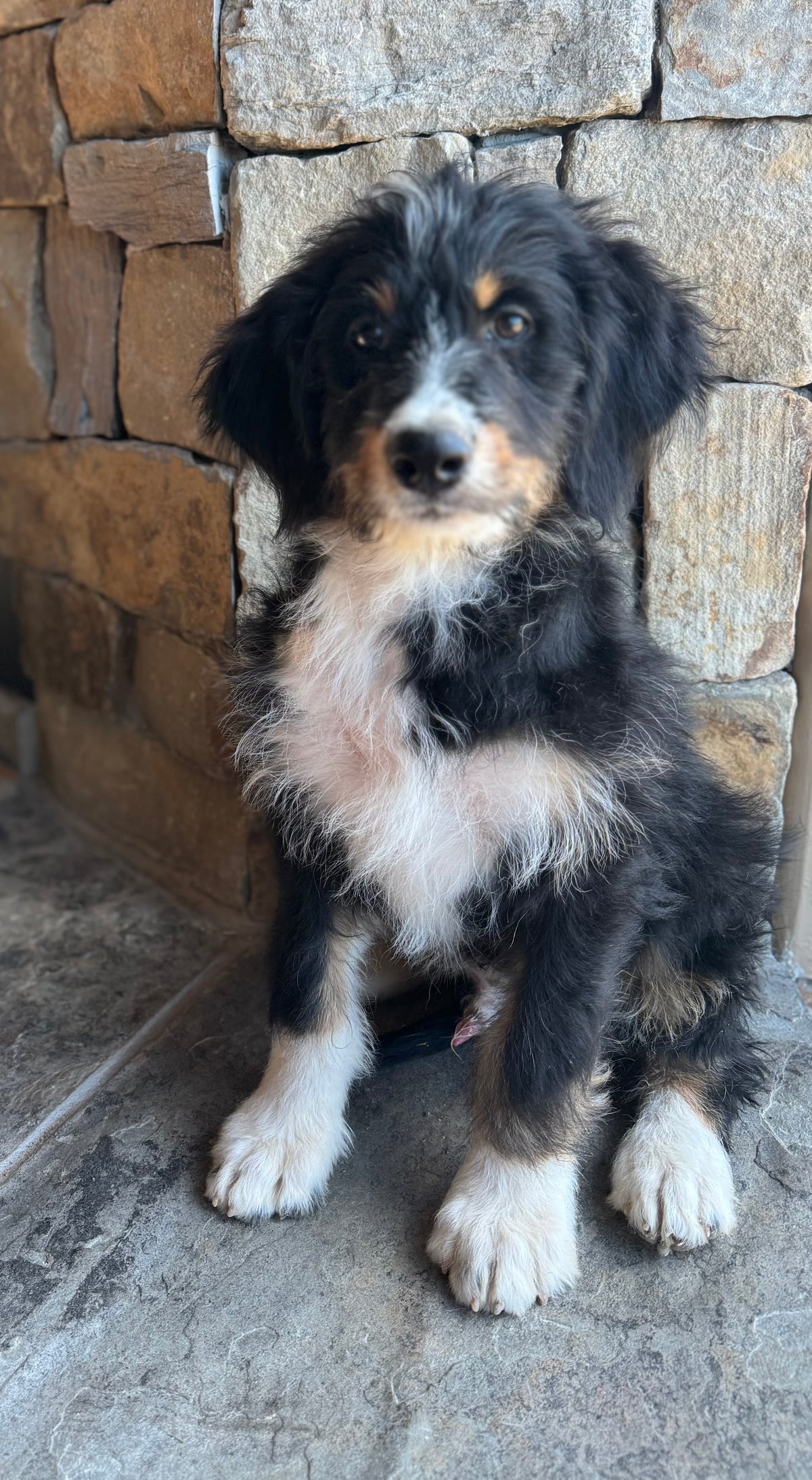 F1 Standard Bernedoodle (male) “Kurt Von Trapp"