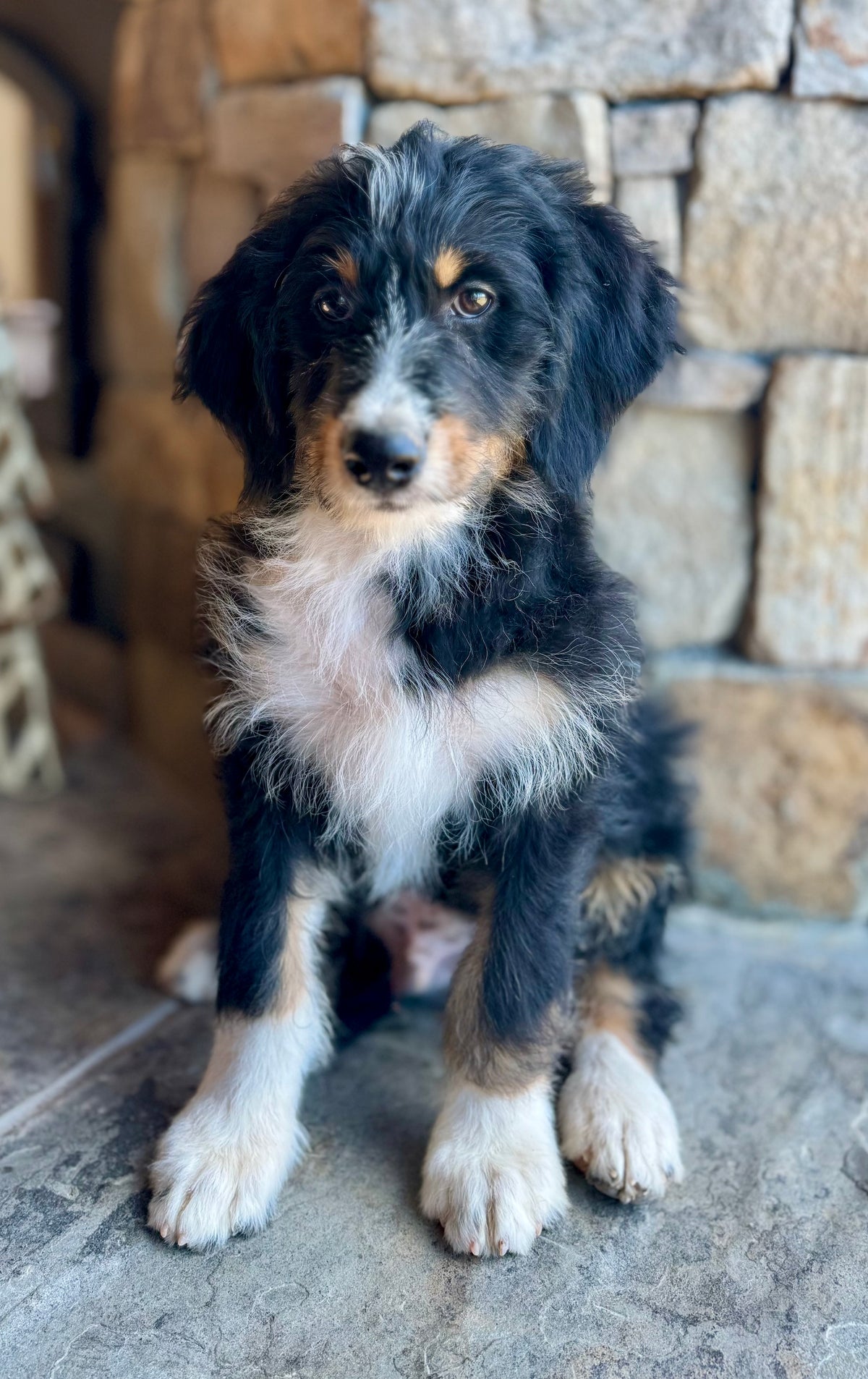 F1 Standard Bernedoodle (male) “Kurt Von Trapp"