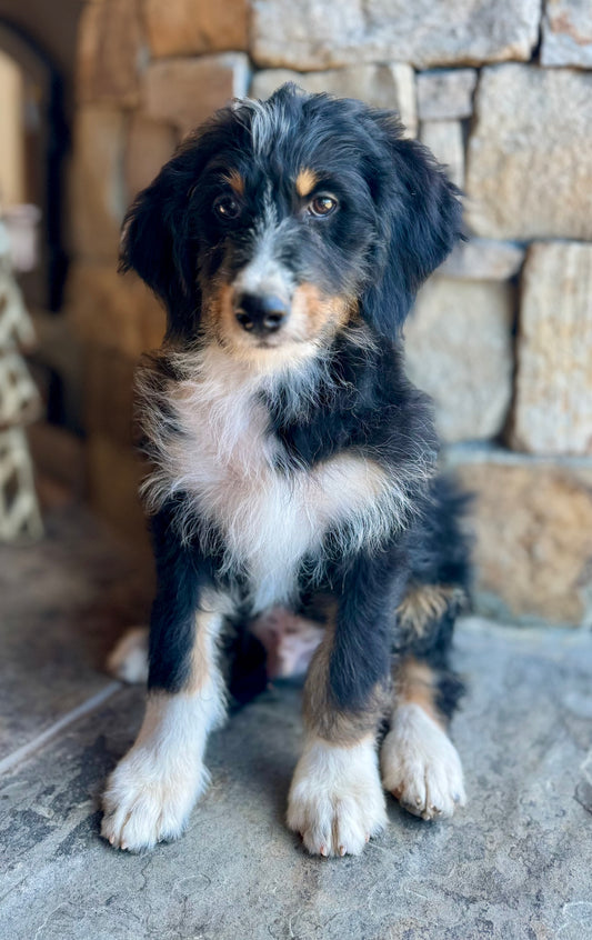 F1 Standard Bernedoodle (male) “Kurt Von Trapp"