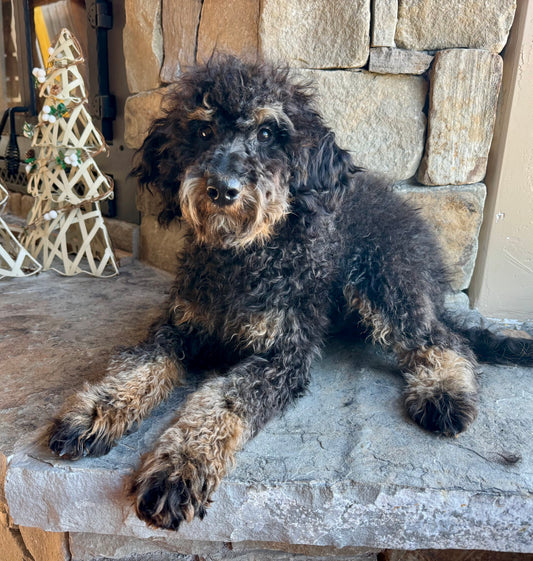 F1B mini Bernedoodle (male) “ Dopy”