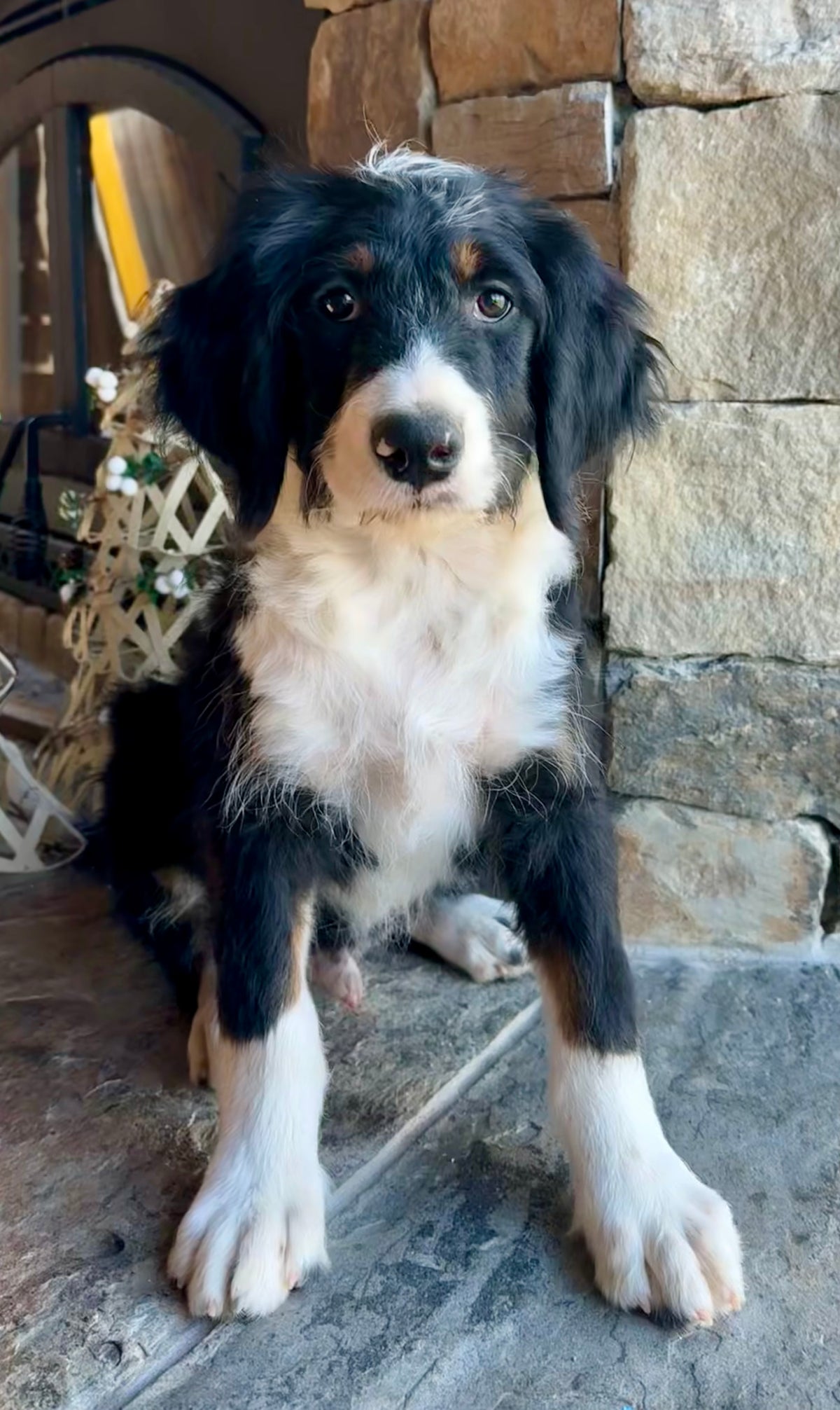 F1 Standard Bernedoodle (male) “Franz Von Trapp"