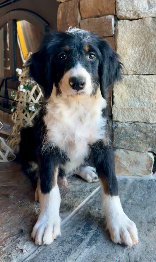 F1 Standard Bernedoodle (male) “Franz Von Trapp"