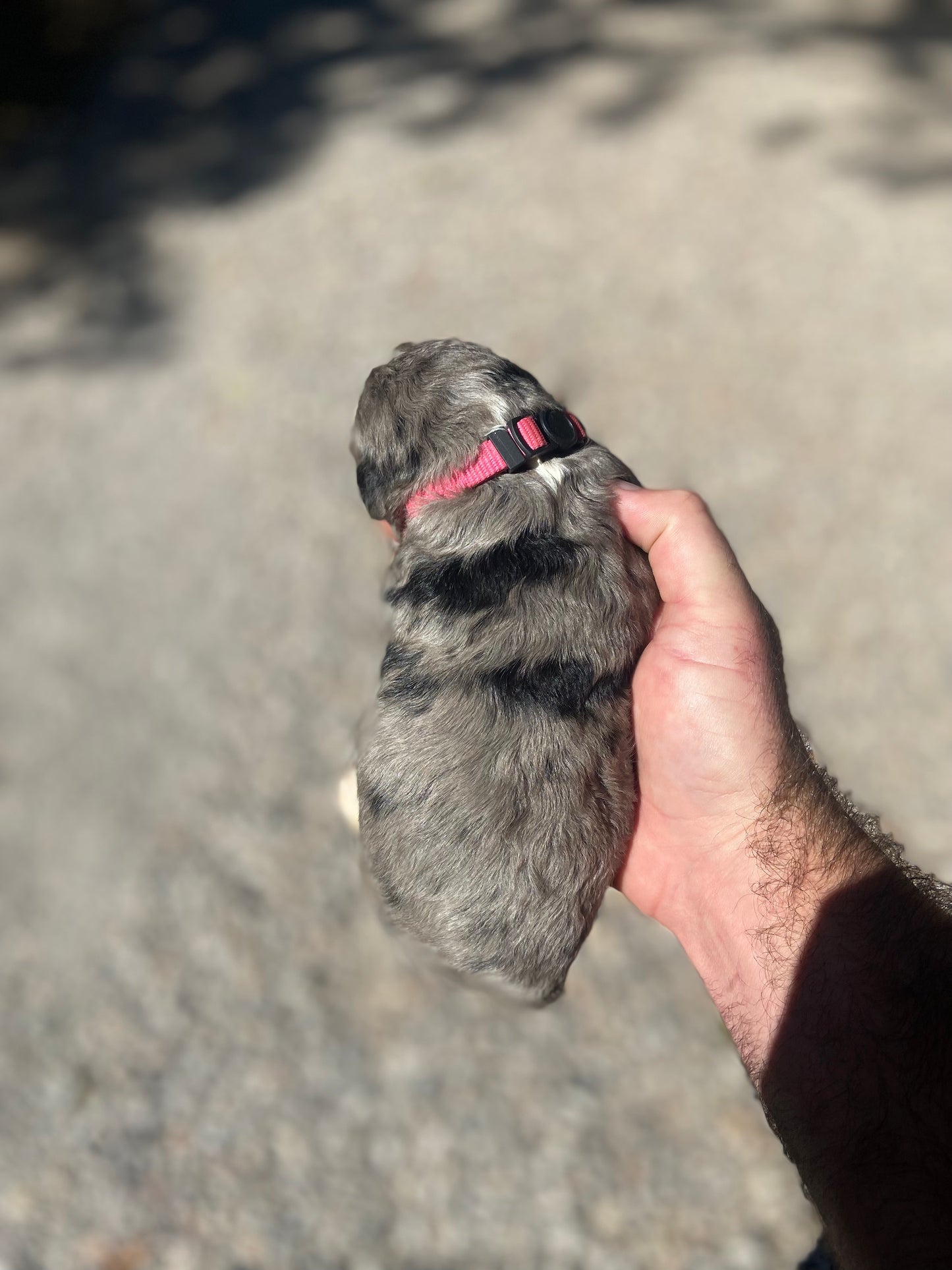 F1 Standard Bernedoodle (female) "Lucy"