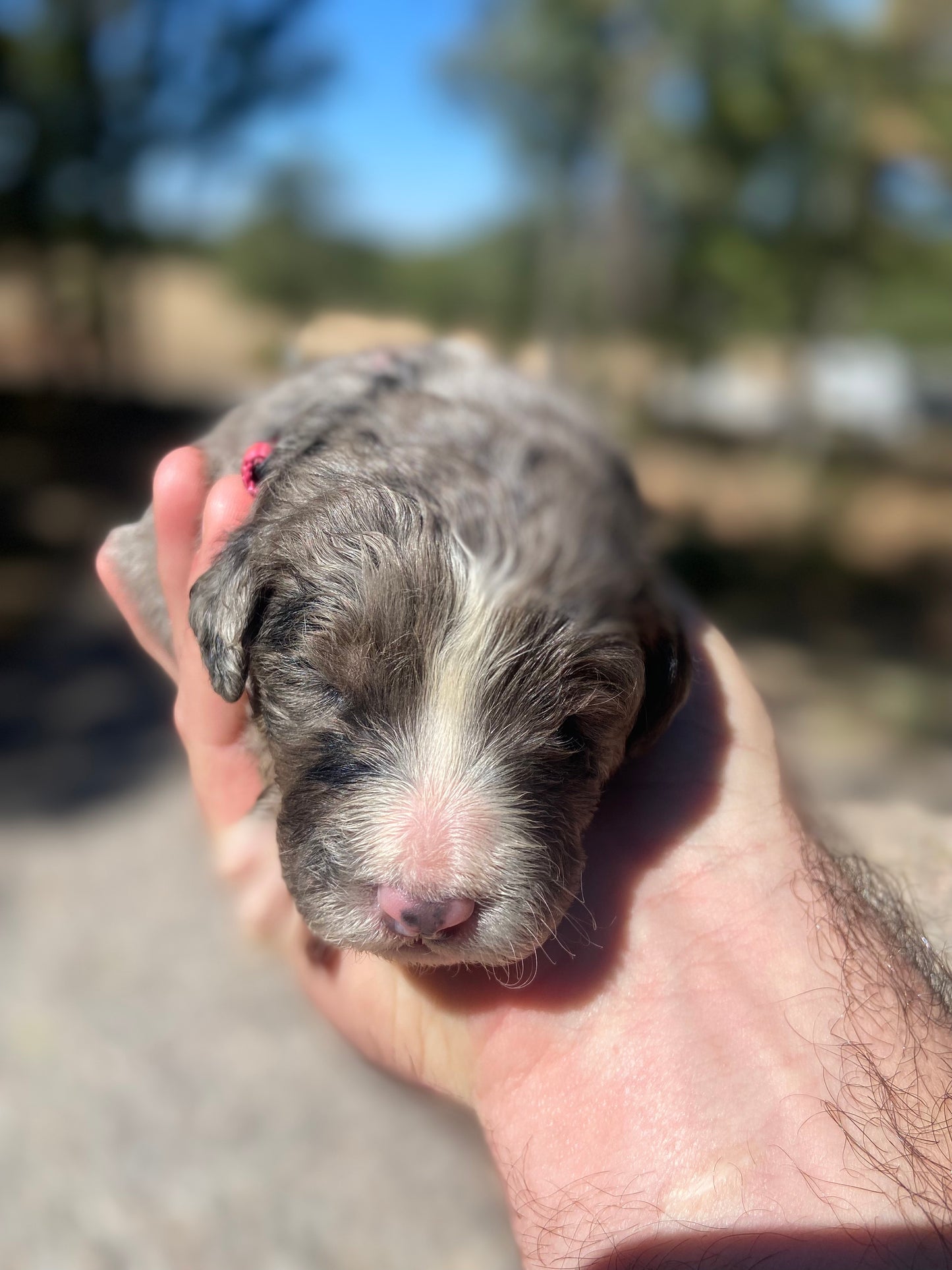 F1 Standard Bernedoodle (female) "Lucy"