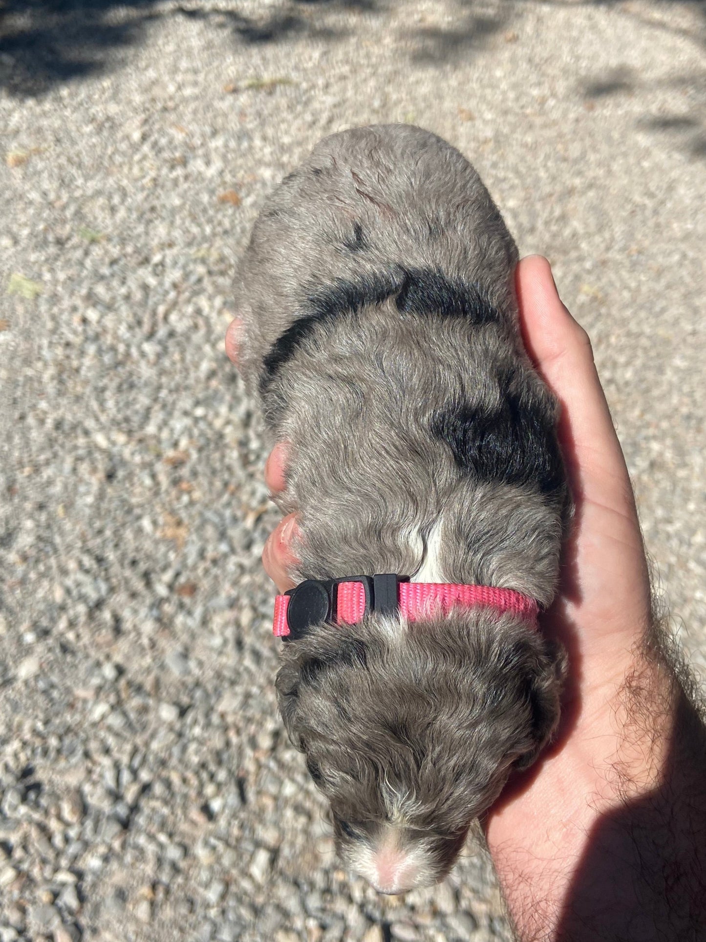 F1 Standard Bernedoodle (female) "Lucy"