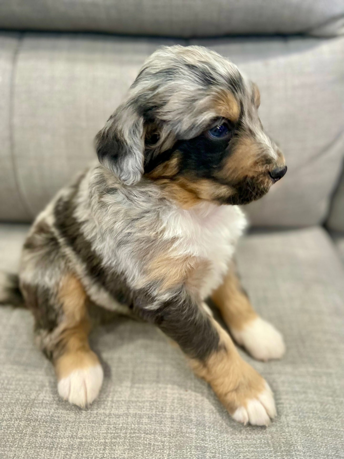 F1 Standard Bernedoodle (male) "Scott Calvin"