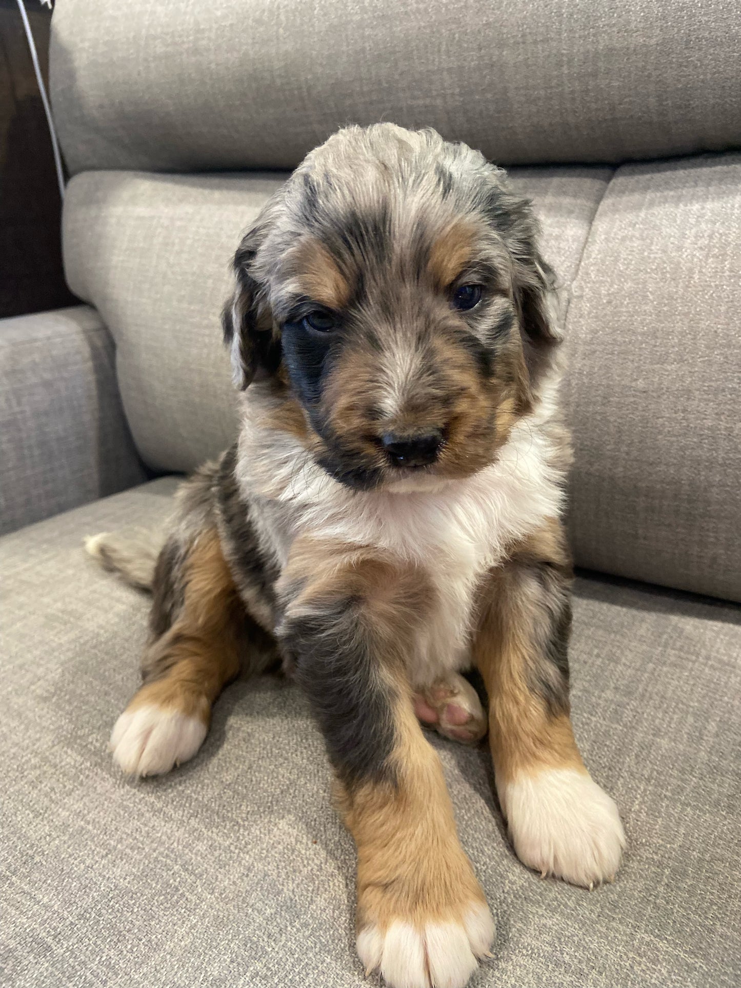 F1 Standard Bernedoodle (male) "Scott Calvin"