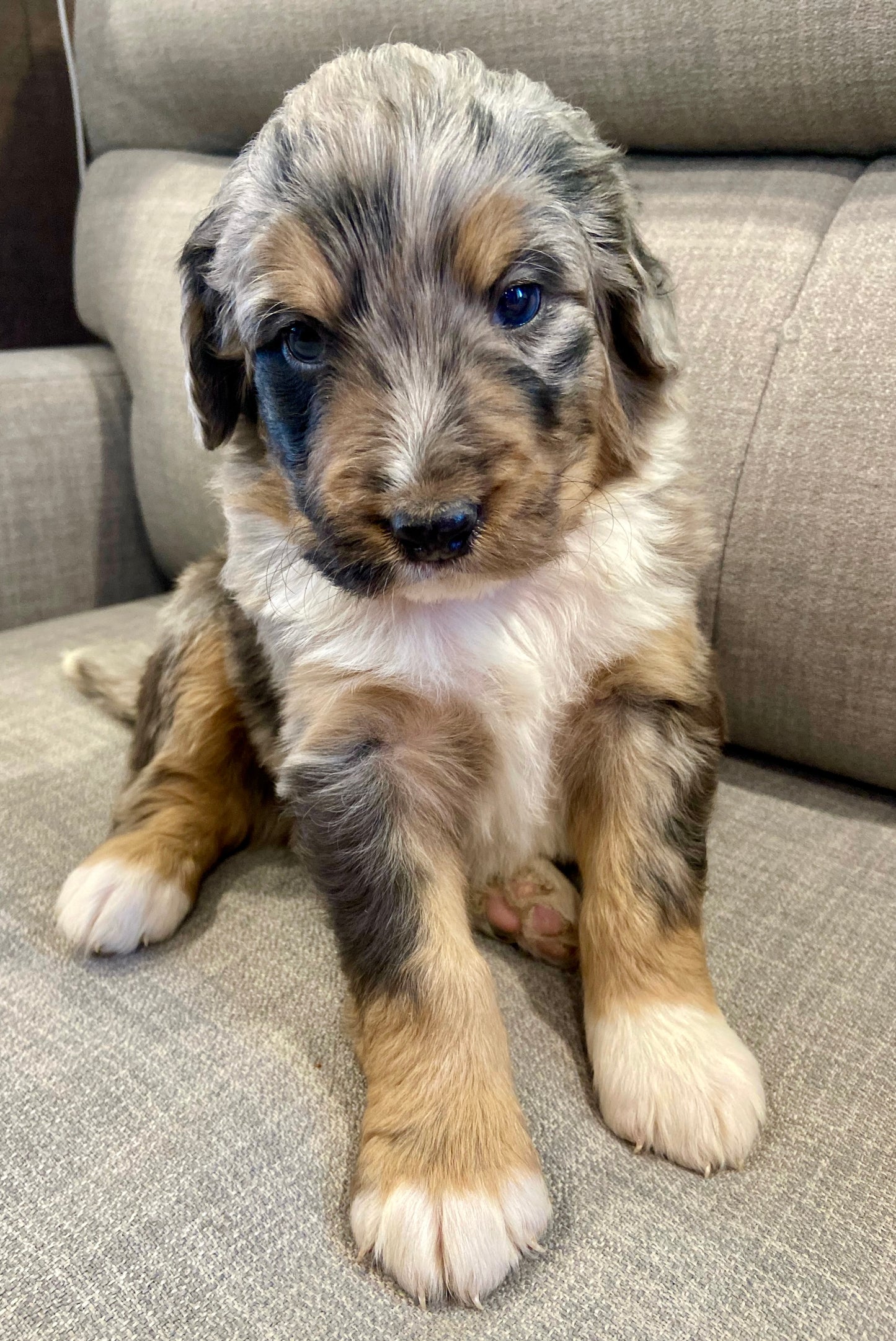 F1 Standard Bernedoodle (male) "Scott Calvin"