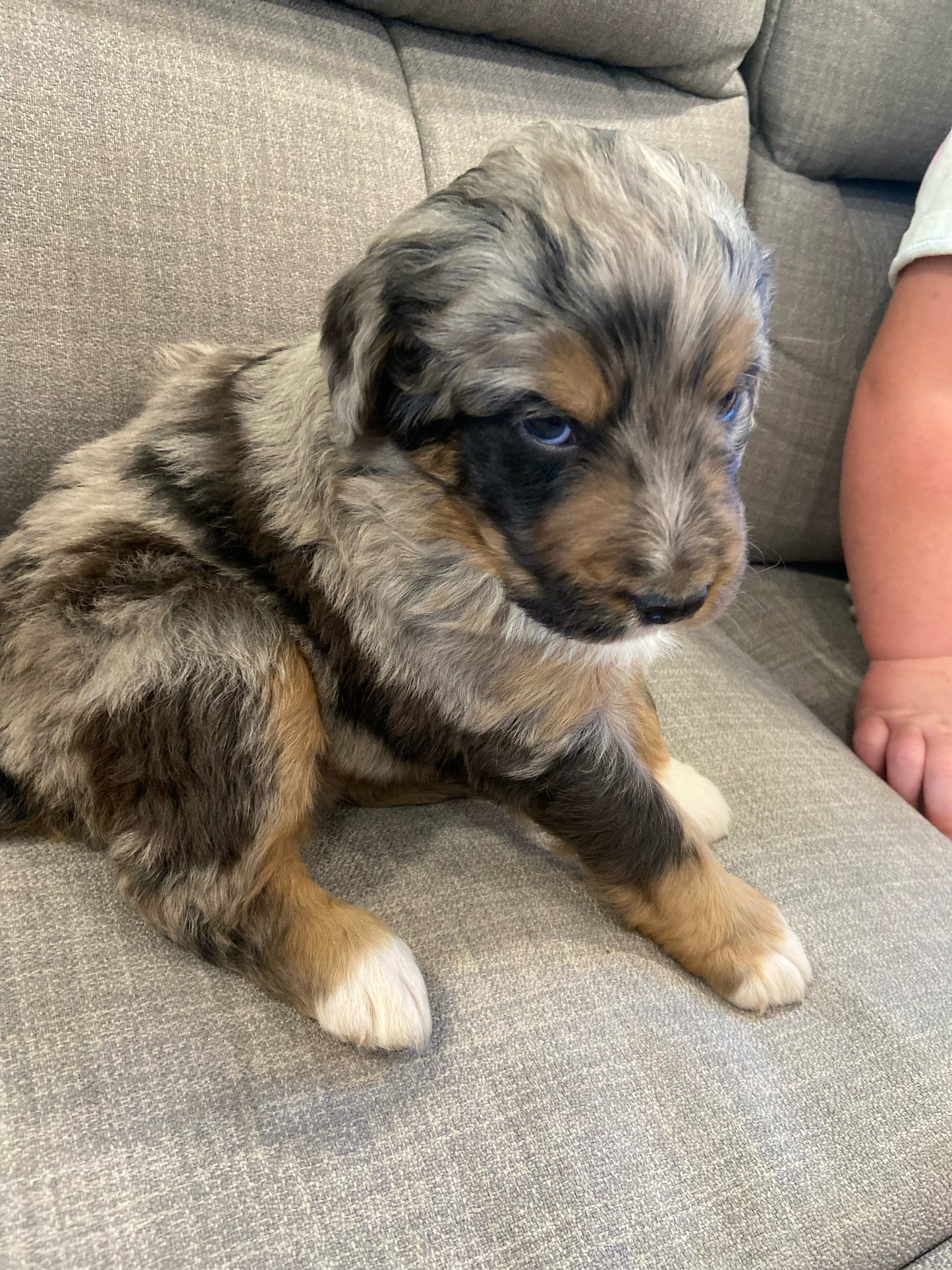 F1 Standard Bernedoodle (male) "Scott Calvin"