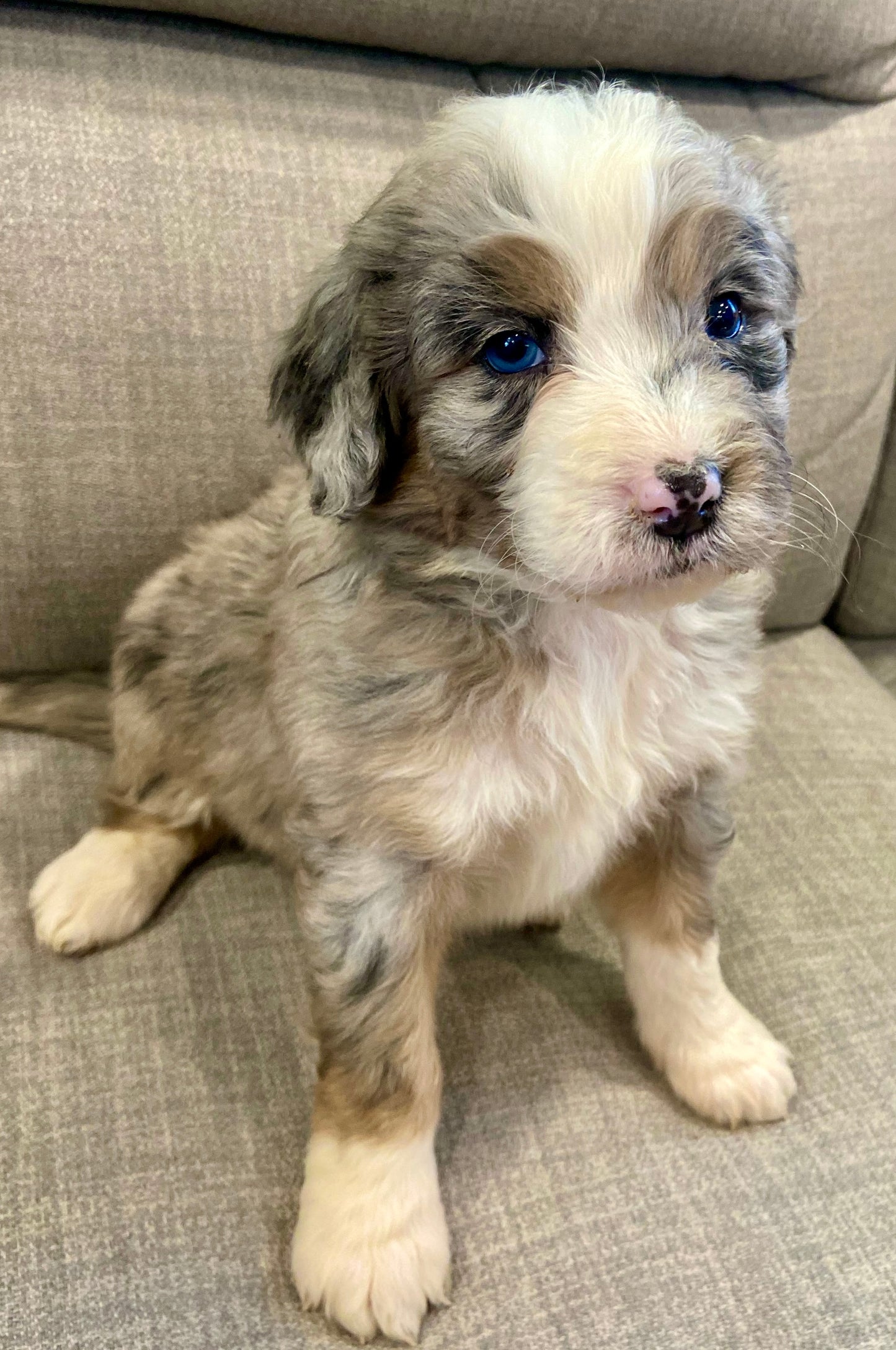 F1 Standard Bernedoodle (female) "Lucy"