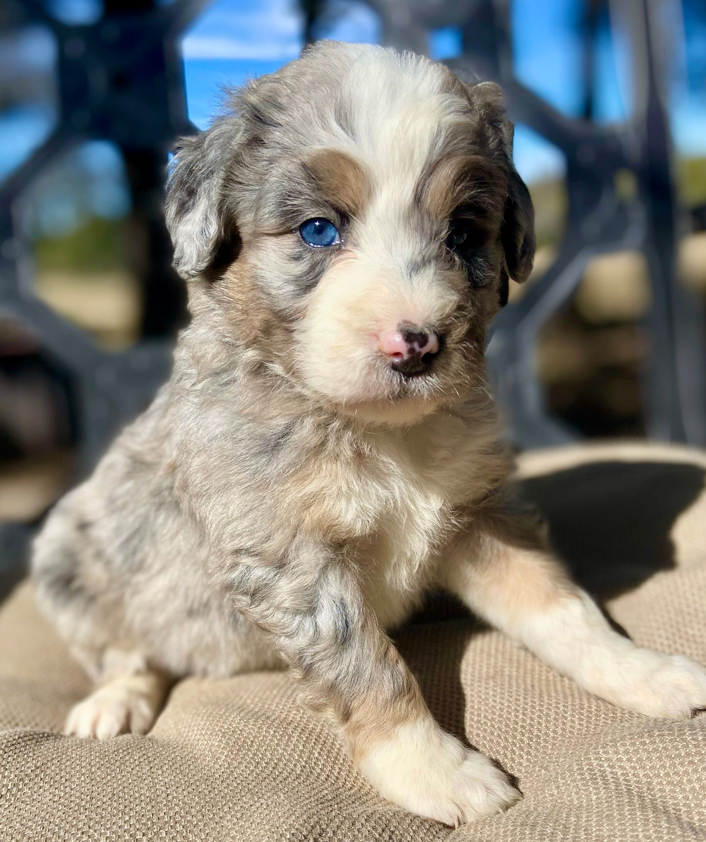 F1 Standard Bernedoodle (female) "Lucy"