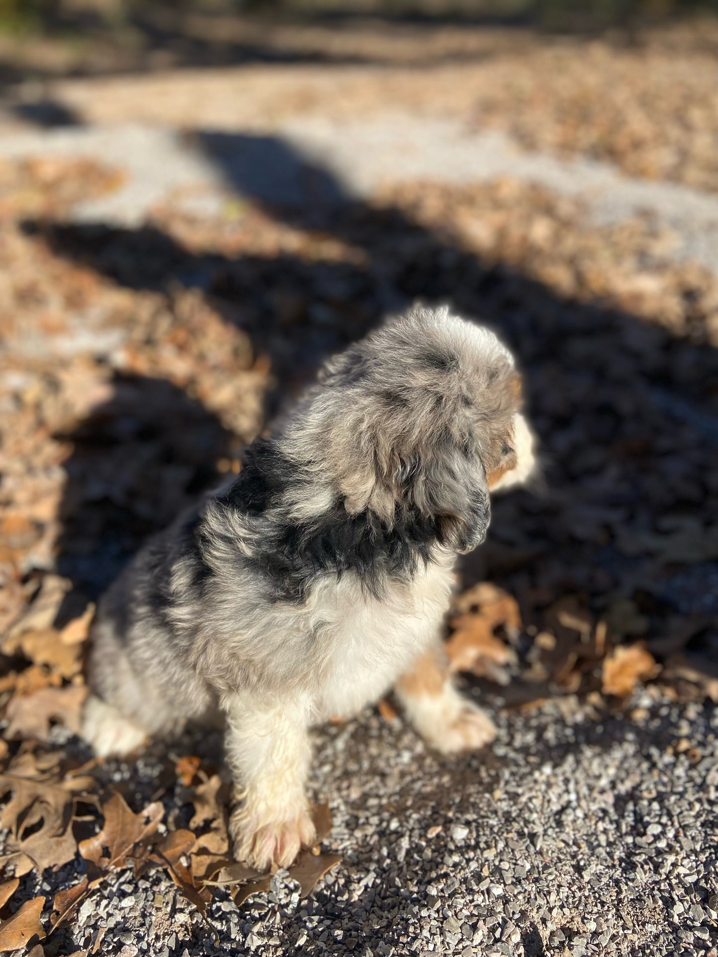 F1 Mini Bernedoodle (male) “Ham"