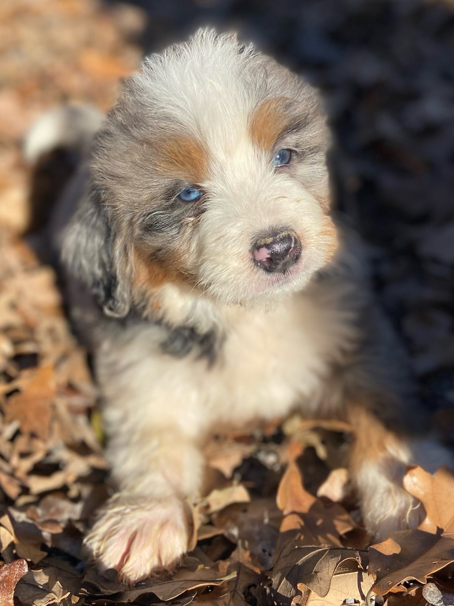 F1 Mini Bernedoodle (male) “Ham"