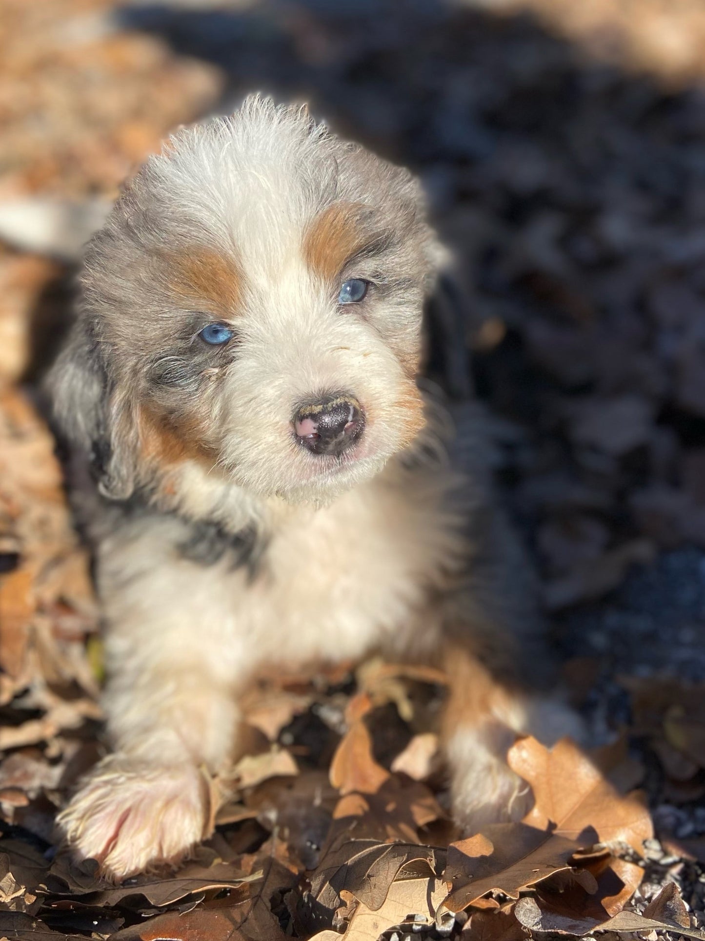 F1 Mini Bernedoodle (male) “Ham"