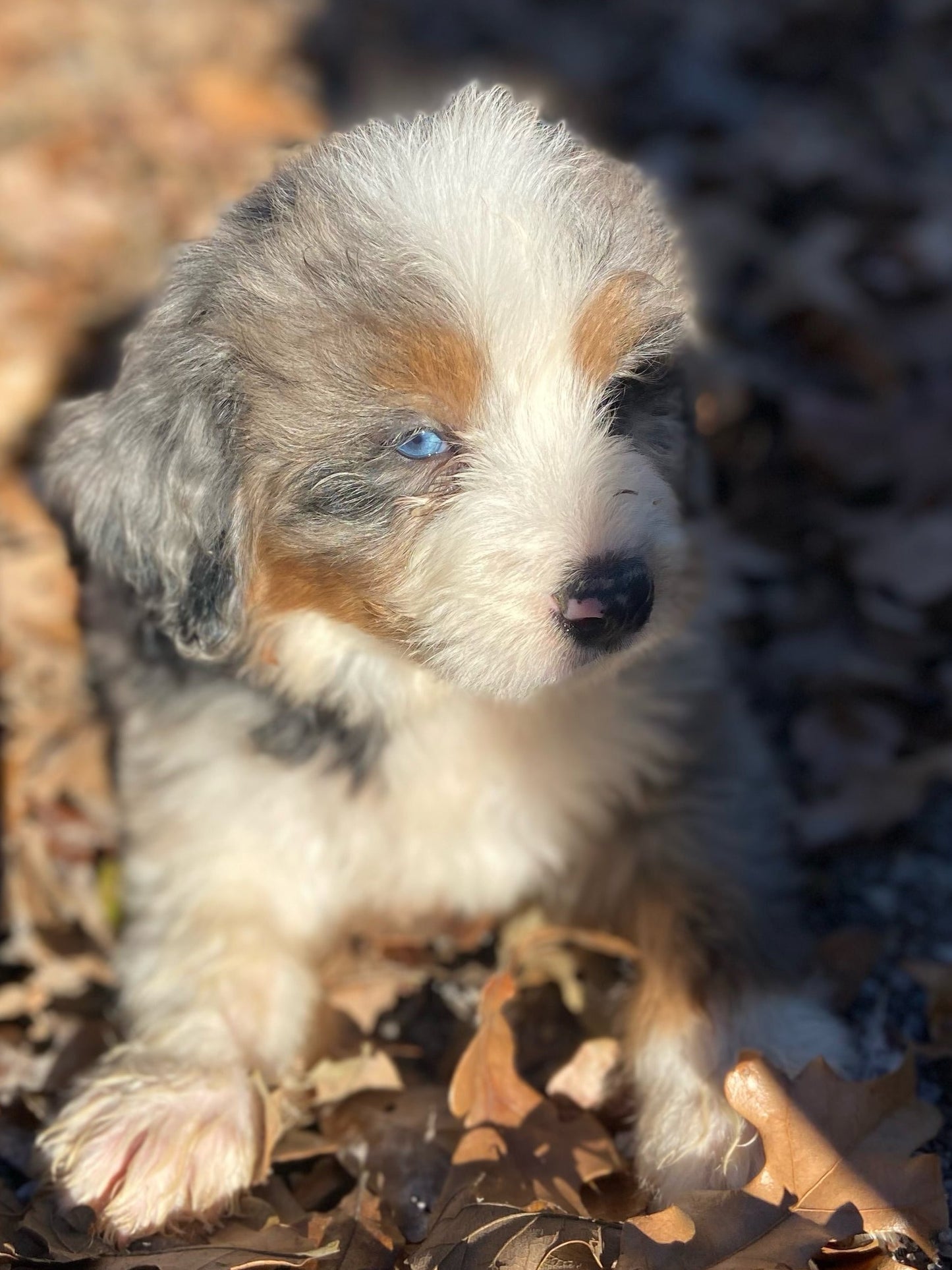 F1 Mini Bernedoodle (male) “Ham"