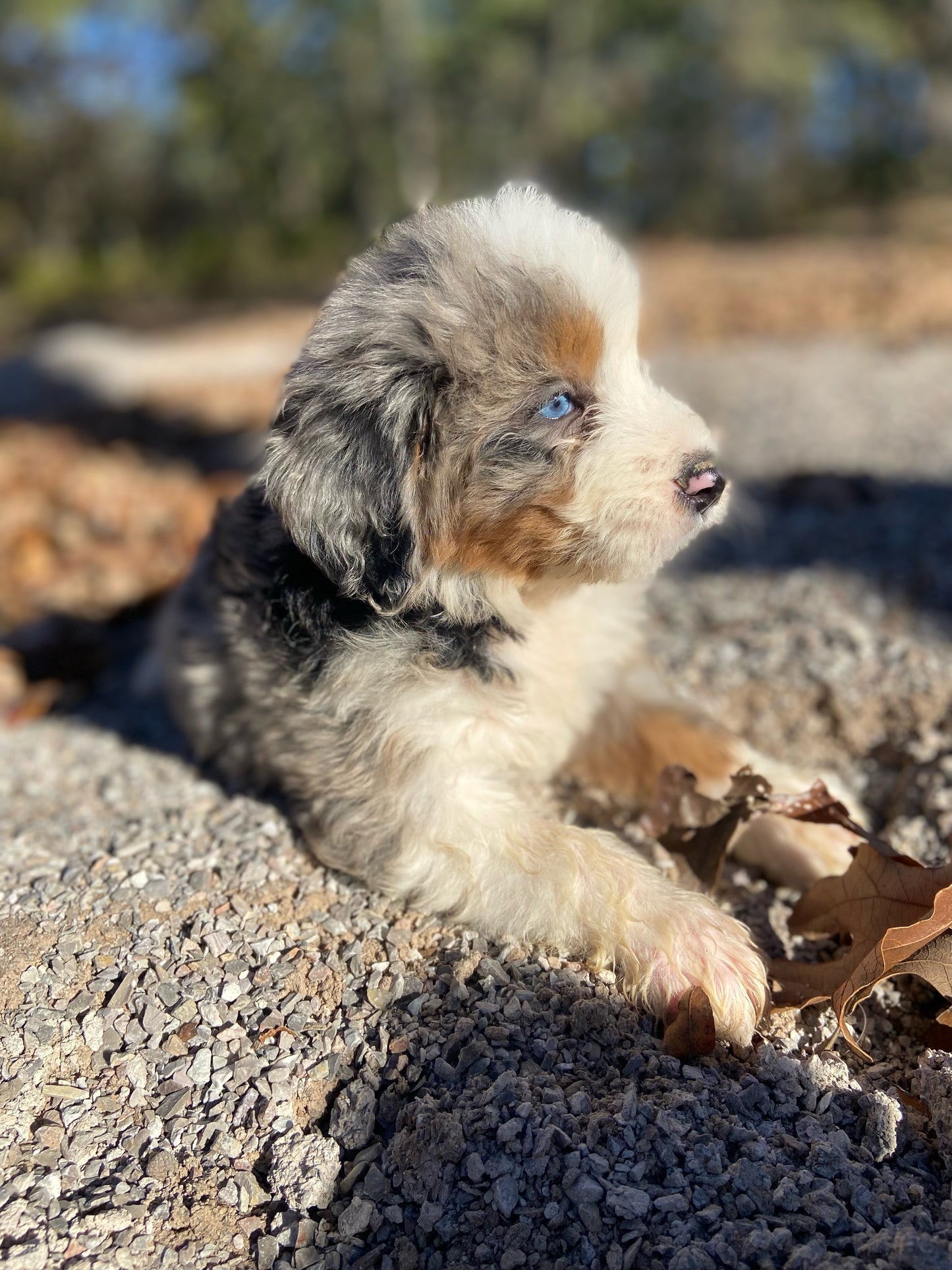 F1 Mini Bernedoodle (male) “Ham"