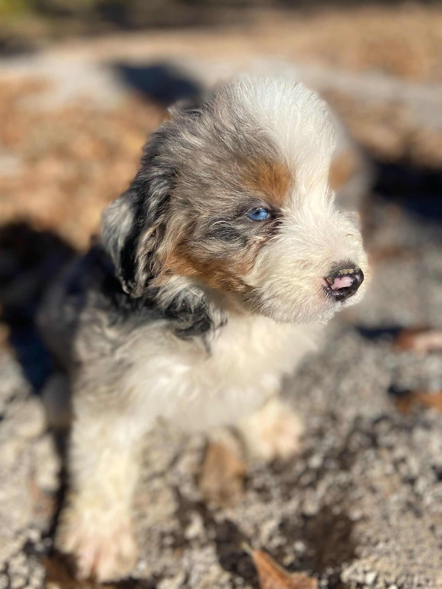 F1 Mini Bernedoodle (male) “Ham"