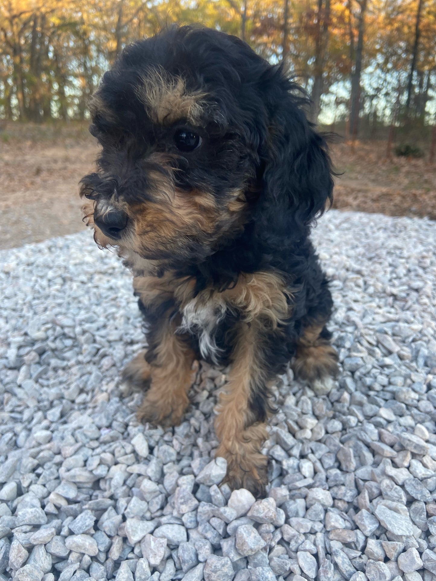 AKC mini poodle- Makini  "female"