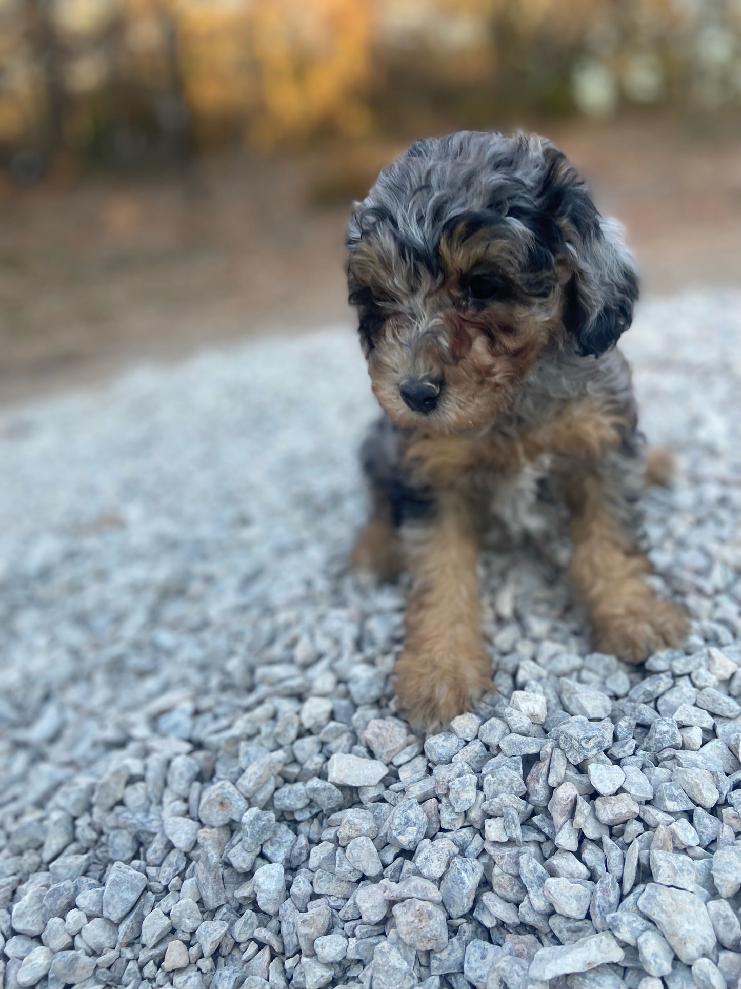 AKC mini poodle - Kiara "female"