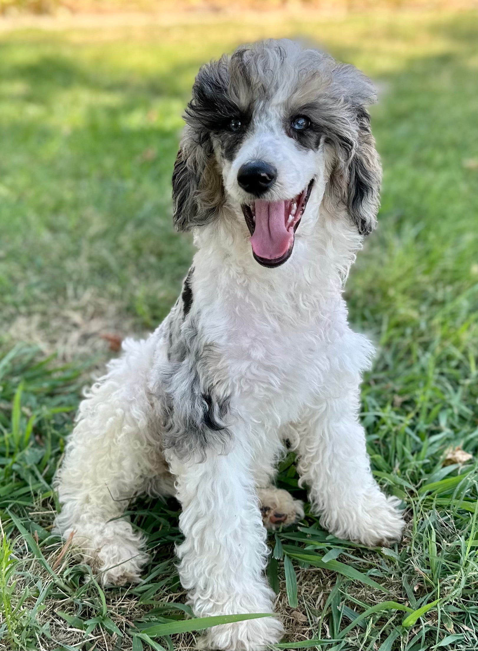 SAPPHIRE POODLE