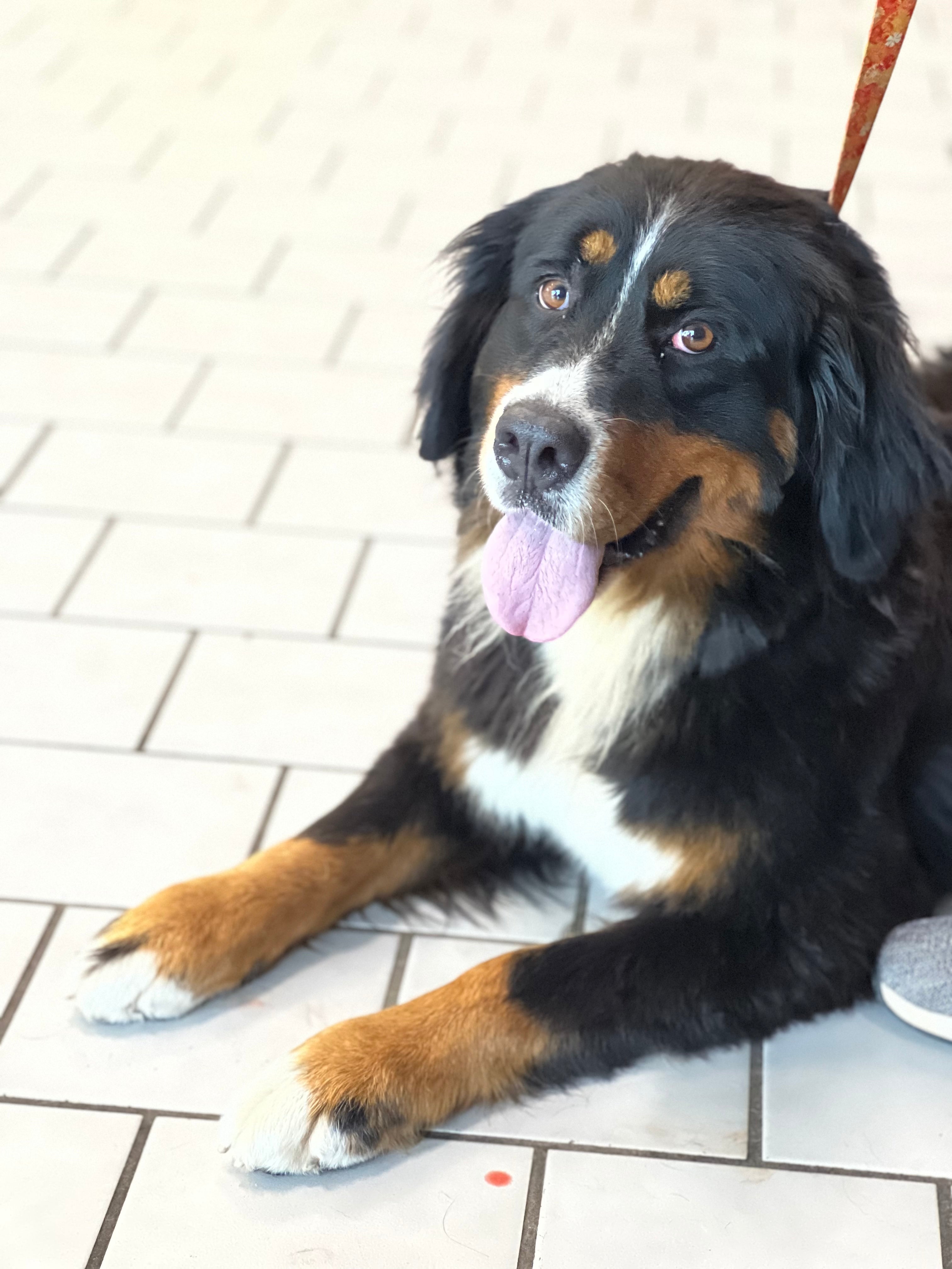 MOMMA BEAR BERNESE MOUNTAIN DOG