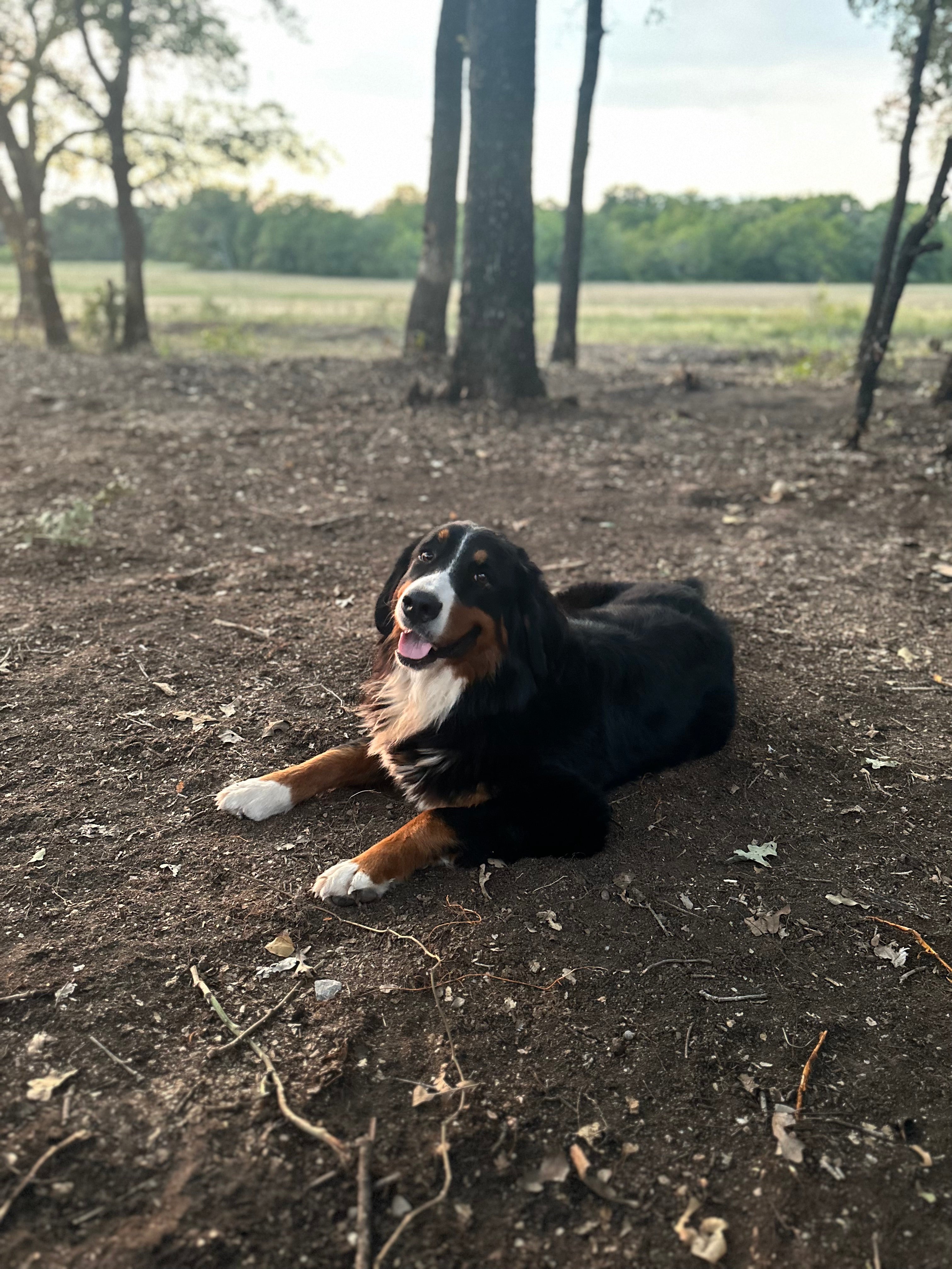 ATTAS BERNESE MOUNTAIN DOG